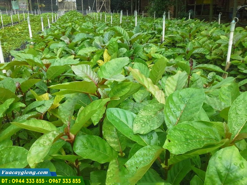Cung cấp giống cây Gáo Vàng