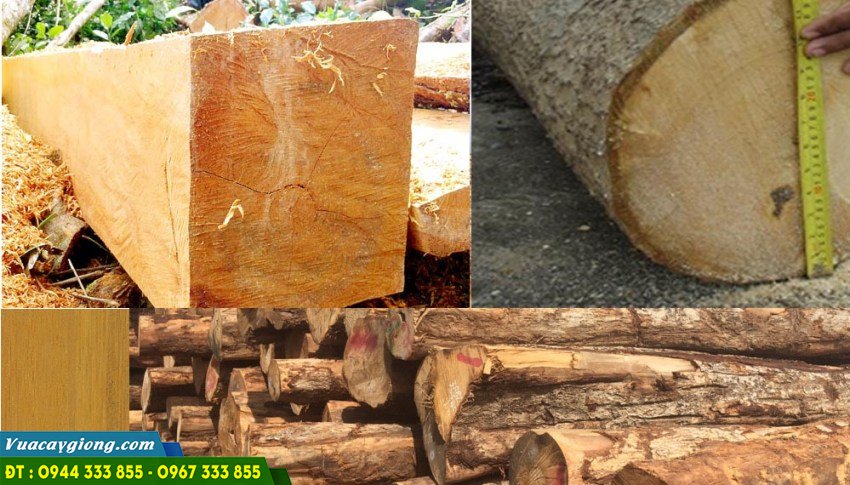Gỗ gáo vàng có giá trị cao, ứng dụng vào nhiều lĩnh vực