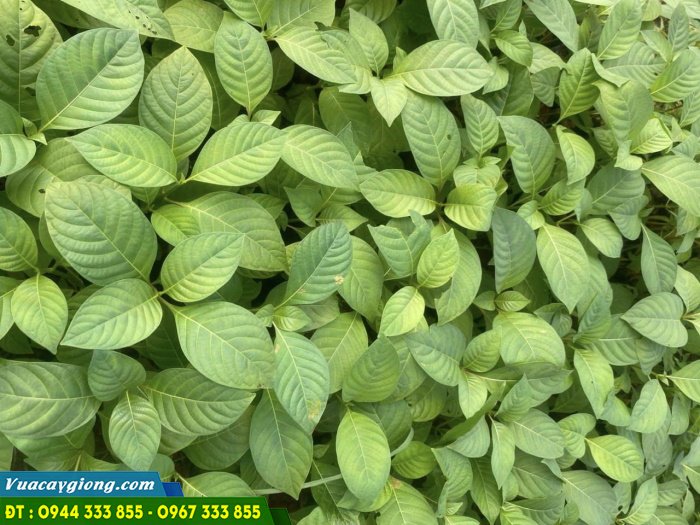 cay_giong_gao_trang_gao_thai_lan Cây giống gáo trắng (gáo thái lan)