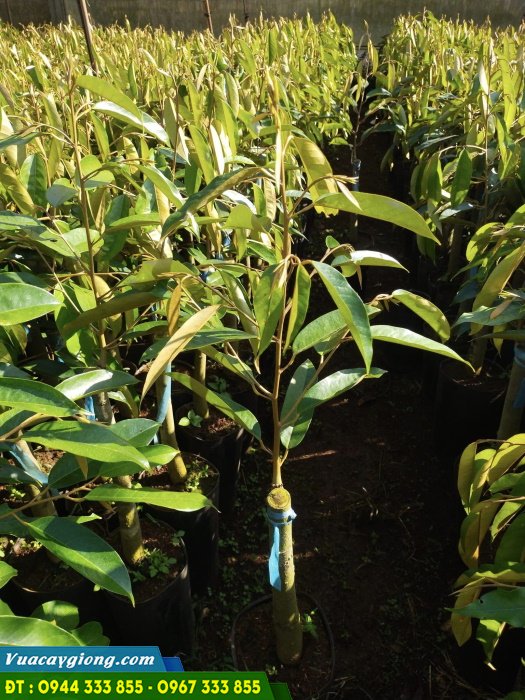 cay_giong_sau_rieng_black_thorn_d200_malaysia Cung cấp cây giống sầu riêng Black Thorn D200 Malaysia