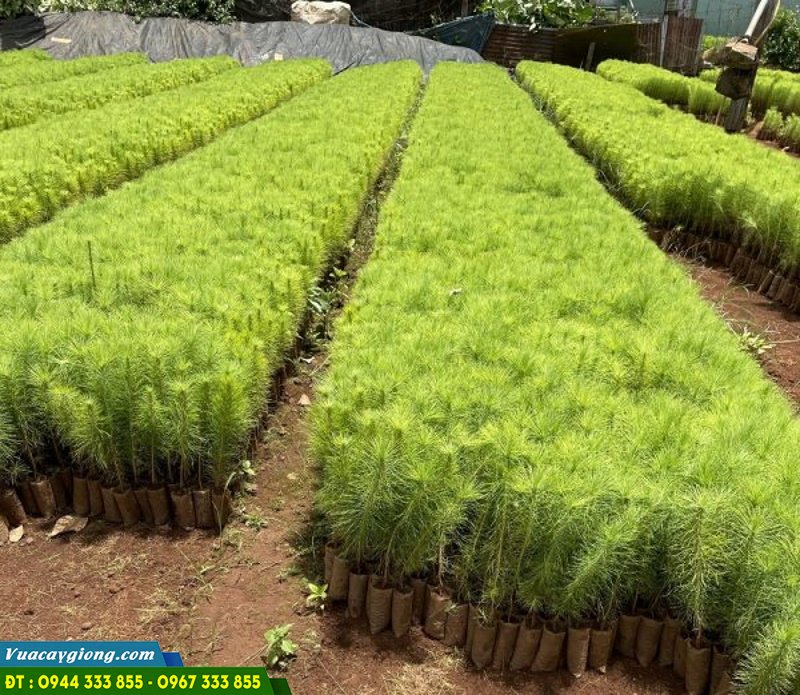 cay_giong_thong_ba_la_Da_Lat Cây giống thông ba lá Đà Lạt