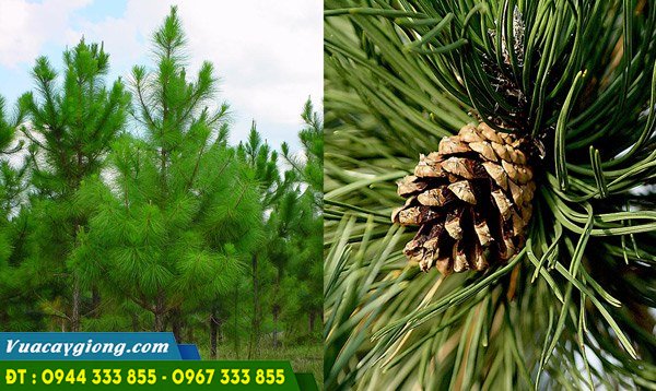 cay_thong_ba_la_Pinus_kesiya Cây thông ba lá Pinus kesiya
