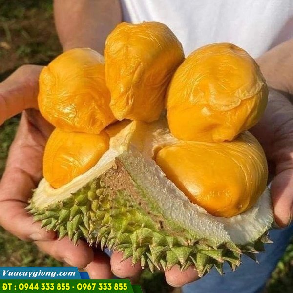 giong_sau_rieng_black_thorn_d200_h2 Giống sầu riêng black thorn D200 đến từ Malaysia