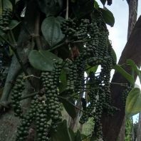 Giống tiêu mới: Giống tiêu Tùng Linh