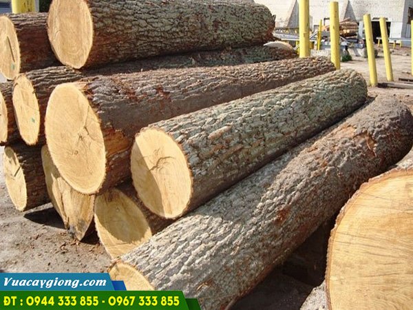 go_gao_trang_co_tot_khong Gỗ gáo trắng có tốt không