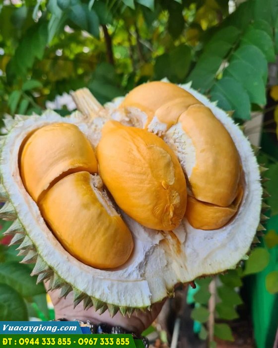 hinh_anh_giong_sau_rieng_black_thorn_d200 Hình ảnh giống sầu riêng Black Thorn (D200)