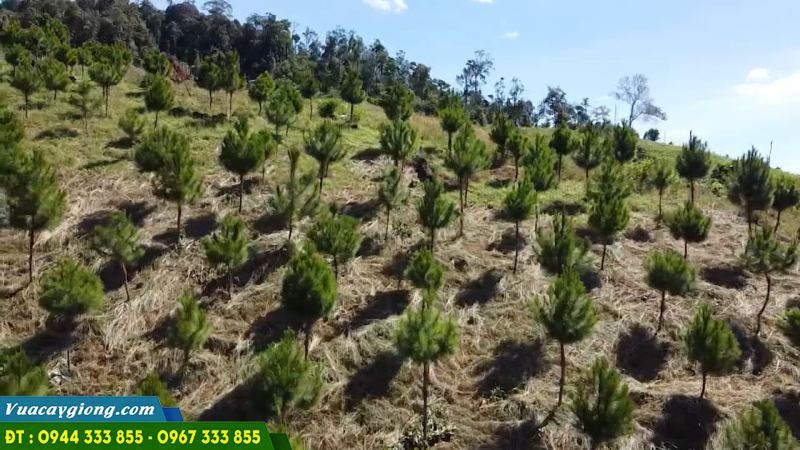 ky_thuat_trong_giong_cay_thong_ba_la