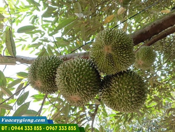 trai_sau_rieng_black_thorn_d200 Trái sầu riêng black thorn nhỏ, dáng tròn, gai hơi tối màu