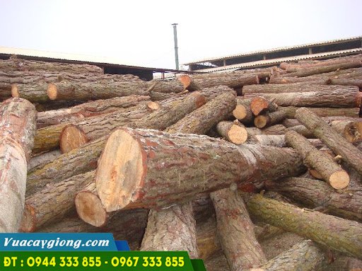 trong_cay_thong_lay_go Trồng cây thông lấy gỗ