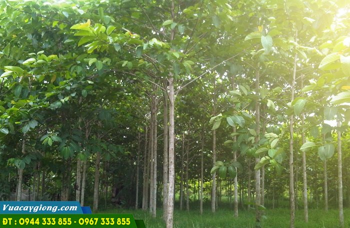 trong_giong_cay_gao_trang Kỹ thuật trồng cây gáo trắng