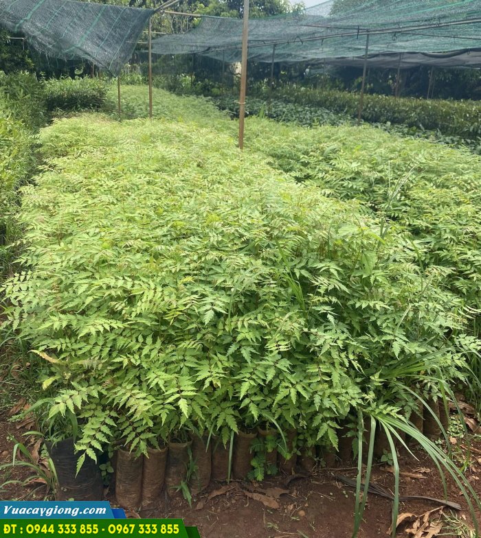 cung_cap_cay_giong_xoan_ta_xoan_trang Địa chỉ cung cấp cây giống xoan ta