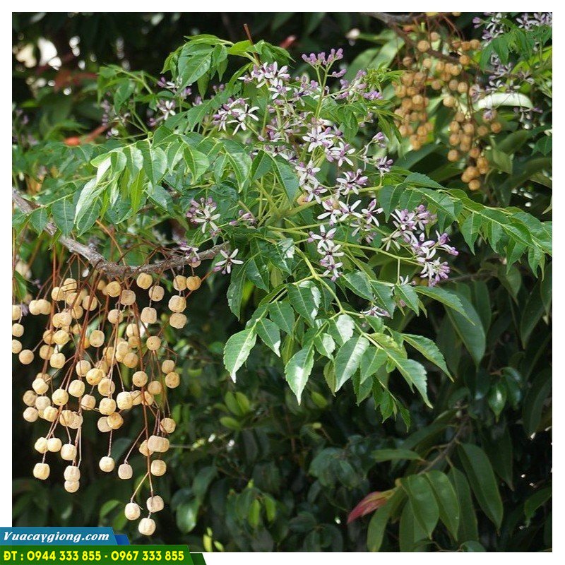 giong_cay_xoan_ta_xoan_trang Giống cây xoan trắng (xoan ta)