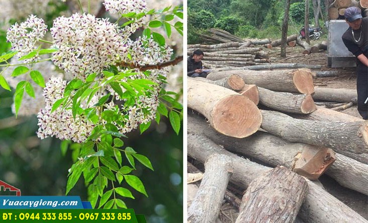giong_cay_xoan_ta_xoan_trang_melia_azedarach Giống cây xoan ta (xoan trắng) - Melia azedarach