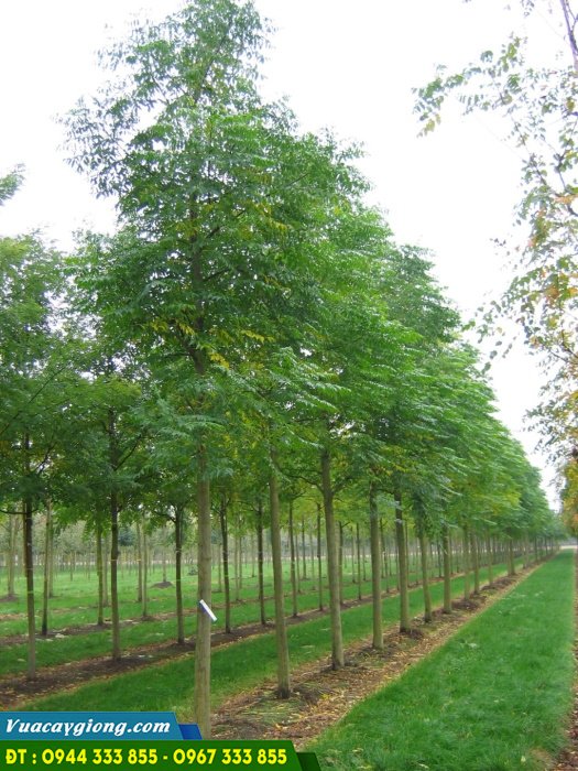 trong_cay_xoan_ta_xoan_trang_lay_go Kỹ thuật trồng cây xoan ta (xoan trắng)