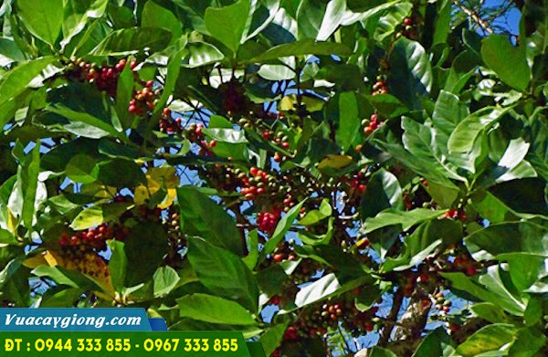 cay_ca_phe_mit_coffee_liberica