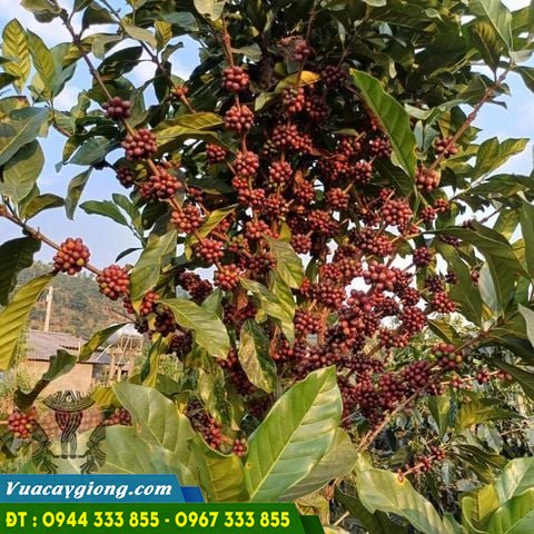 cay_ca_phe_mit_liberia_coffee Cây cà phê mít Liberia: Nguồn gốc, đặc điểm và nơi mua cây giống