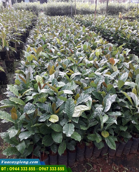 cay_giong_ca_phe_mit Cây giống cà phê mít (cà phê Liberia)