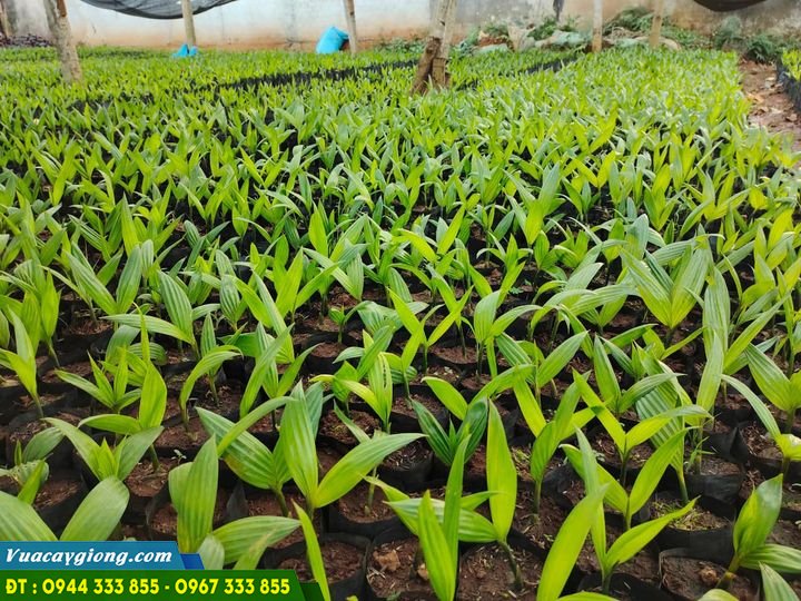 cung_cap_cay_cau_giong