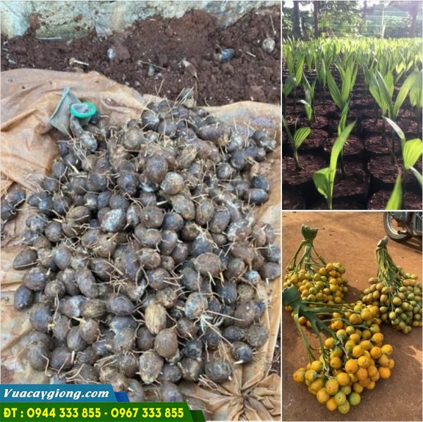 Cây giống cau cao, cây giống cau lùn