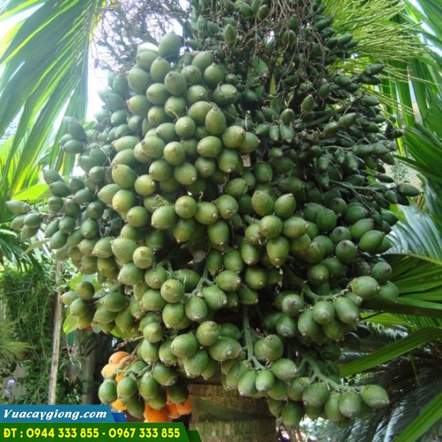 dac_diem_cua_giong_cau_lay_qua Đặc điểm và nơi mua giống cây cau