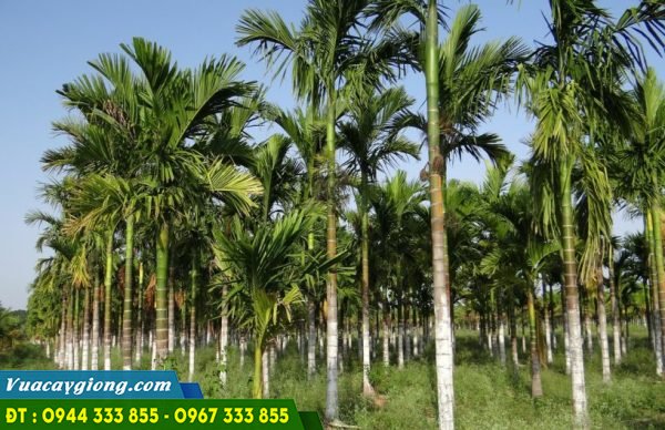 Giới thiệu cây cau và nơi mua giống cau uy tín