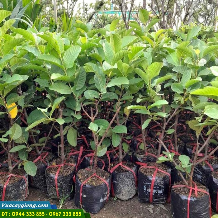cay_giong_oi_khong_hat Mua cây giống ổi không hạt ở đâu?