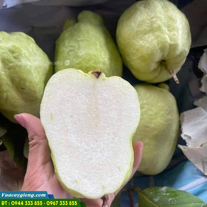 giong_cay_oi_khong_hat Giống cây ổi không hạt