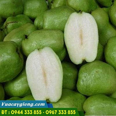 giong_oi_khong_hat Giống cây ổi không hạt: Đặc điểm và địa chỉ mua cây giống