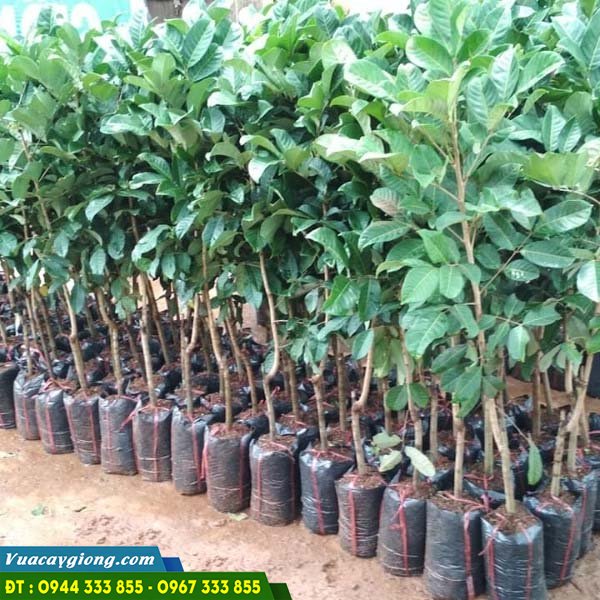 cây giống chôm chôm Thái - Thảo Cây Giống - chom-chom Giá cây giống và địa chỉ cung cấp giống chôm chôm nhãn