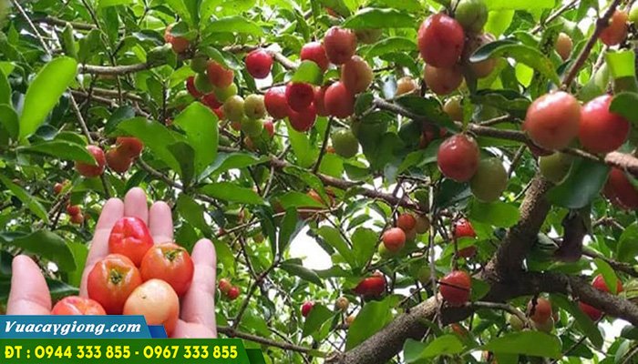 dac_diem_va_ky_thuat_trong_cay_so_ri_thai Đặc điểm và kỹ thuật trồng cây sơ ri Thái ngọt