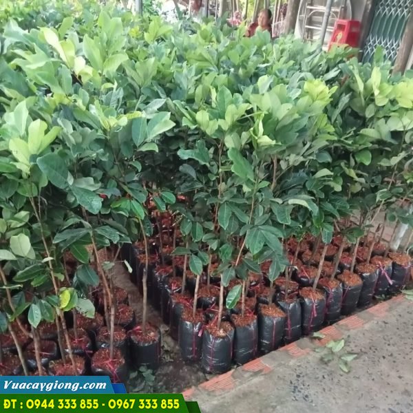 Giá bán và địa chỉ cung cấp giống chôm chôm