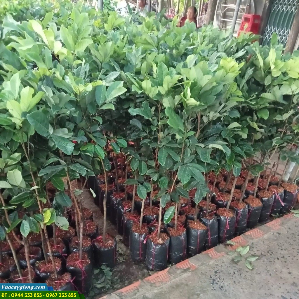 Giá bán và địa chỉ cung cấp giống chôm chôm