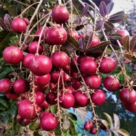 Địa chỉ cung cấp giống cây nhãn tím ở đâu?