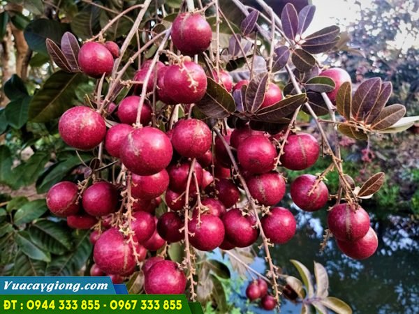 Địa chỉ cung cấp giống cây nhãn tím ở đâu?