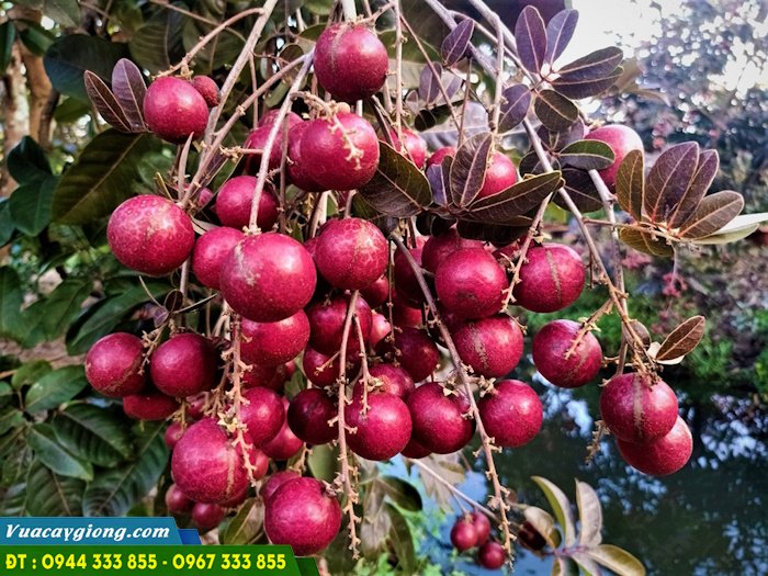 Địa chỉ cung cấp giống cây nhãn tím ở đâu?