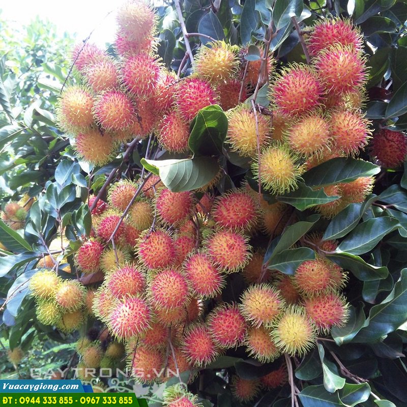 giong_cay_chom_chom_thai Đặc điểm và kỹ thuật trồng giống chôm chôm thái