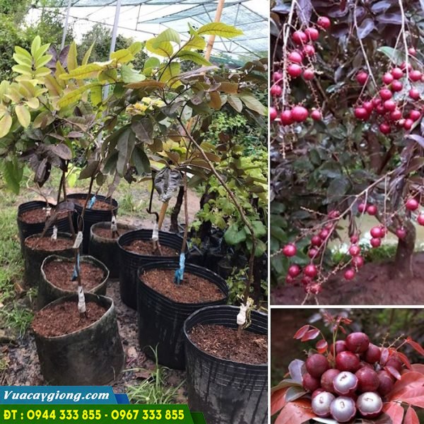 Mua cây giống nhãn tím ở đâu đảm bảo