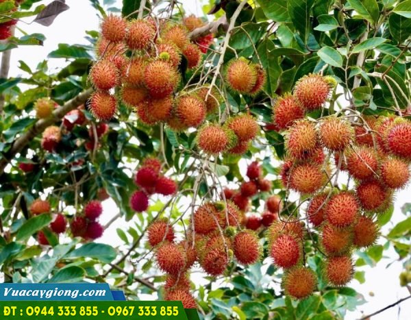 Giống chôm chôm nhãn siêu ngọt