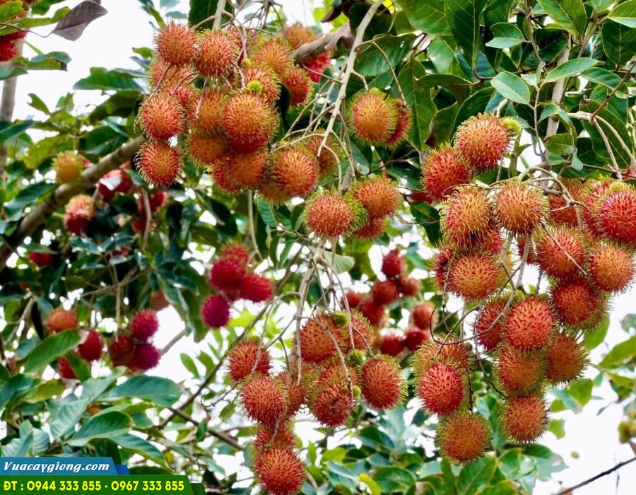 giong_chom_chom_nhan Giống chôm chôm nhãn siêu ngọt