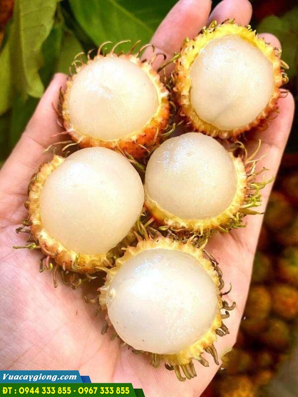 Đặc điểm và kỹ thuật trồng chôm chôm nhãn