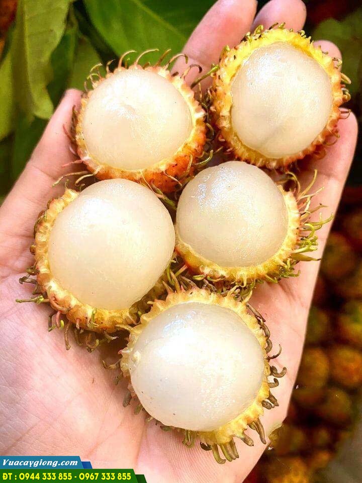 giong_chom_chom_nhan_troc_hat Đặc điểm và kỹ thuật trồng chôm chôm nhãn