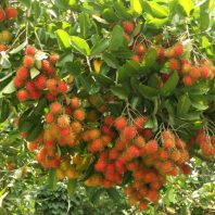 Giống chôm chôm Thái (giòn, ngọt, tróc hạt)
