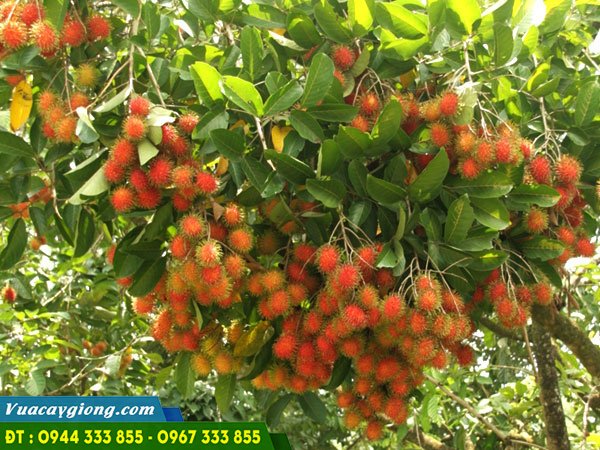 giong_chom_chom_thai Giống chôm chôm Thái (giòn, ngọt, tróc hạt)