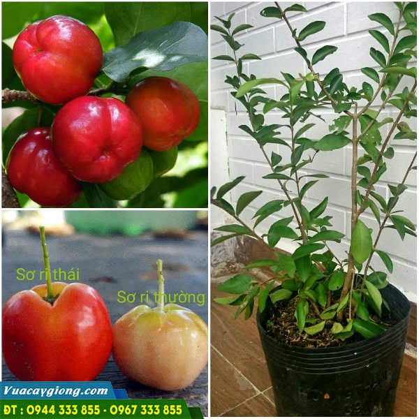 giong_so_ri_thai_dac_diem_va_dia_chi_mua_giong Giá bán và địa chỉ cung cấp giống sơ ri Thái