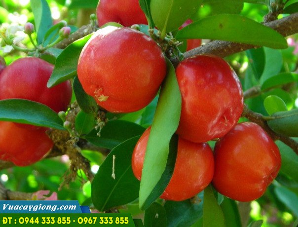Giống sơ ri Thái Lan (sơ ri ngọt)