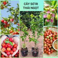 Giống sơ ri Thái mua ở đâu?