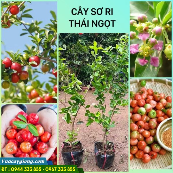 Giống sơ ri Thái mua ở đâu?