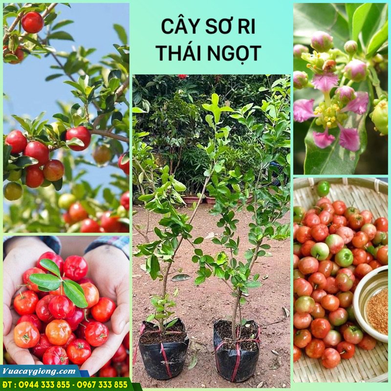 Giống sơ ri Thái mua ở đâu?