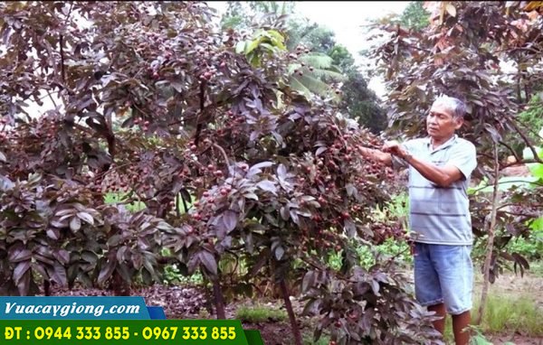 Kỹ thuật trồng cây nhãn tím