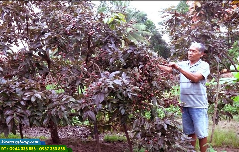 Kỹ thuật trồng cây nhãn tím